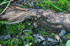 Perilachnea hemisphaerioides