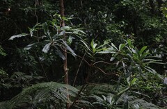 Anopterus macleayanus