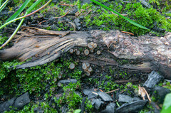 Perilachnea hemisphaerioides