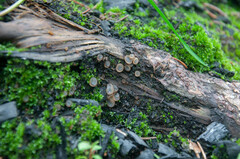 Perilachnea hemisphaerioides