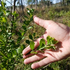 Baccharis glomeruliflora
