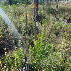 Baccharis glomeruliflora