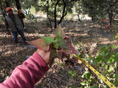 Ageratina petiolaris
