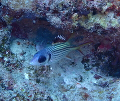 Neoniphon sammara