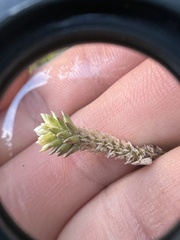 Gomphrenoideae