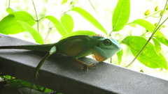 Bronchocela cristatella