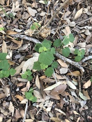 Malvaviscus arboreus