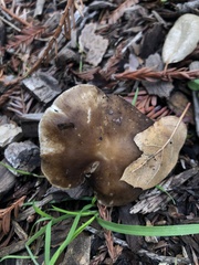 Melanoleuca melaleuca
