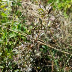 Ruellia caroliniensis
