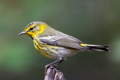 Cape May Warbler photo 2