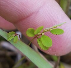 Phyllanthus pentaphyllus