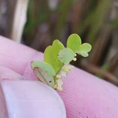Phyllanthus pentaphyllus