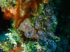 Zoantharia