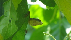 Bronchocela cristatella