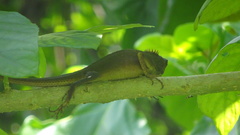 Bronchocela cristatella