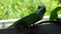 Bronchocela cristatella