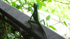 Bronchocela cristatella