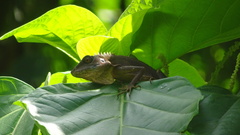 Bronchocela cristatella