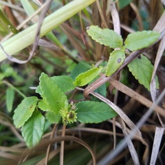 Acalypha chamaedrifolia