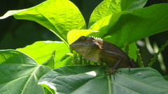 Bronchocela cristatella