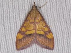 Pyrausta perrubralis