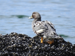 Tachyeres patachonicus