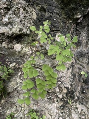 Adiantum capillus-veneris