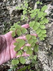 Adiantum capillus-veneris