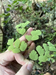 Adiantum capillus-veneris
