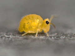 Sminthurinus henshawi