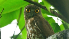 Ninox scutulata