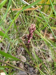 Dipodium roseum