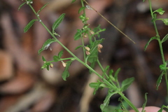 Gonocarpus oreophilus
