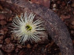 Eucalyptus paniculata
