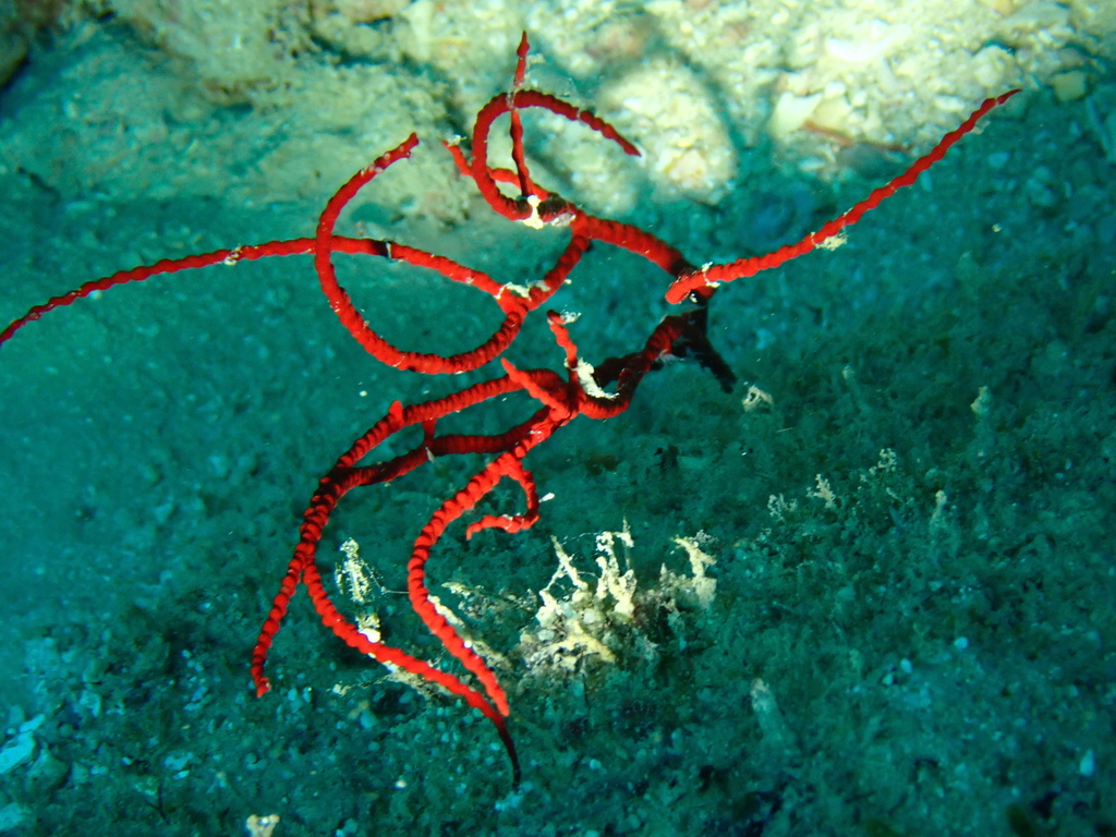 Dichotella gemmacea