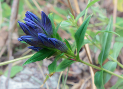 Gentiana septemfida