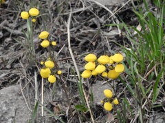 Calceolaria filicaulis