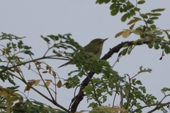 Phylloscopus trochiloides