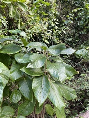 Pisonia horneae
