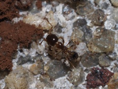 Pheidole bicarinata