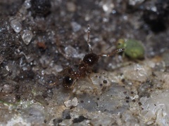 Pheidole bicarinata