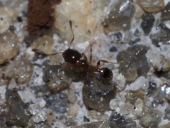 Pheidole bicarinata