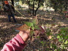 Ageratina petiolaris