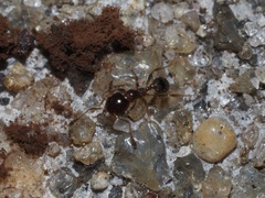 Pheidole bicarinata
