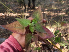 Ageratina petiolaris
