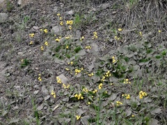 Calceolaria filicaulis