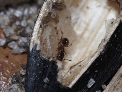 Pheidole bicarinata