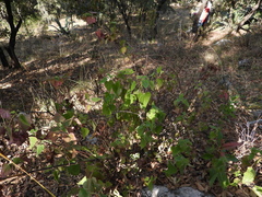 Ageratina petiolaris