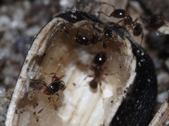 Pheidole bicarinata