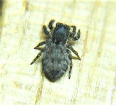 Mexigonus